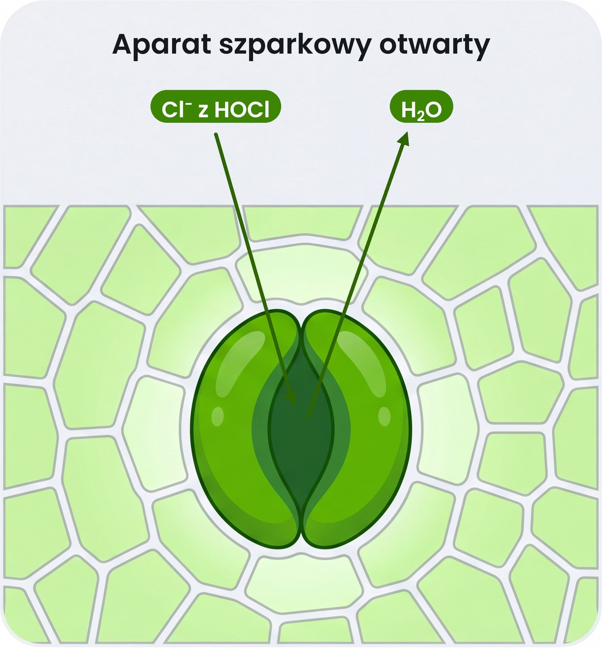 Aparat szparkowy otwarty Schemat otwartego aparatu szparkowego: chlor (Cl-) z kwasu podchlorawego trafia do szparki, a woda odparowuje na zewnątrz