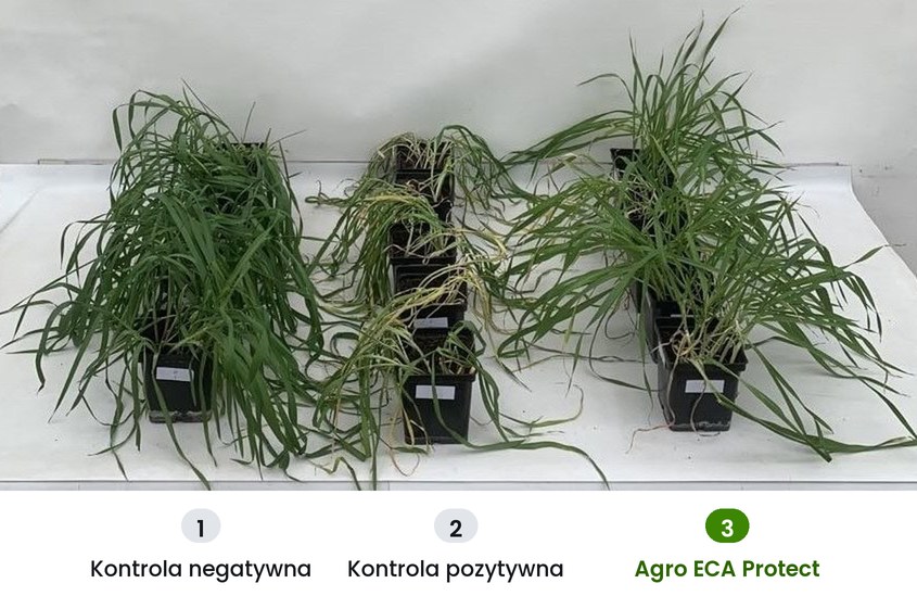 Trzy grupy roślin jęczmienia w doniczkach: 1 kontrola negatywna, 2 kontrola pozytywna po 3 dniach w 35°C z pożółkłymi, zaschniętymi liśćmi, 3 opryskane Agro ECA Protect przed 3 dniami w 35°C z zielonymi liśćmi